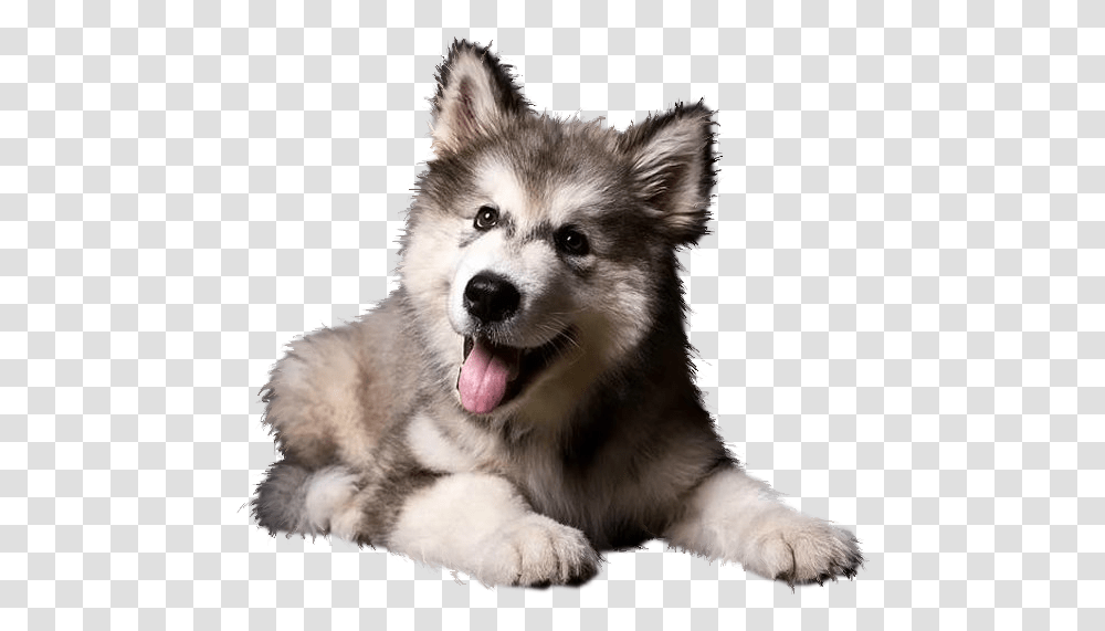 Cute Siberian Husky Puppy, Dog, Pet, Canine, Animal Transparent Png
