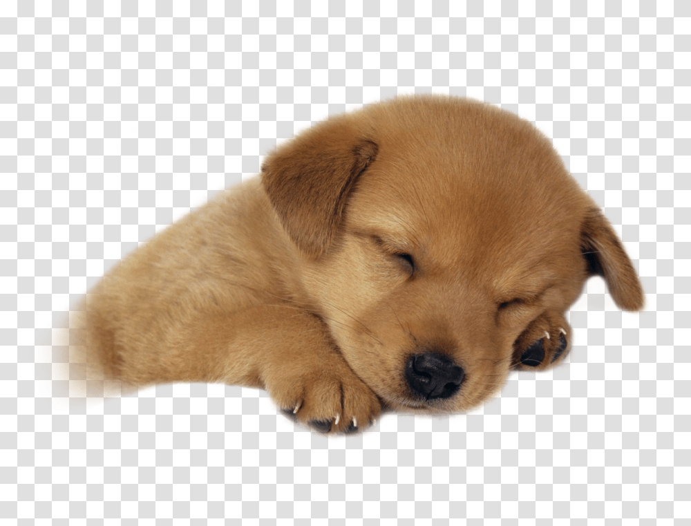 Cute Sleeping Puppy Image Gambar Anak Anjing Lucu, Dog, Pet, Canine, Animal Transparent Png