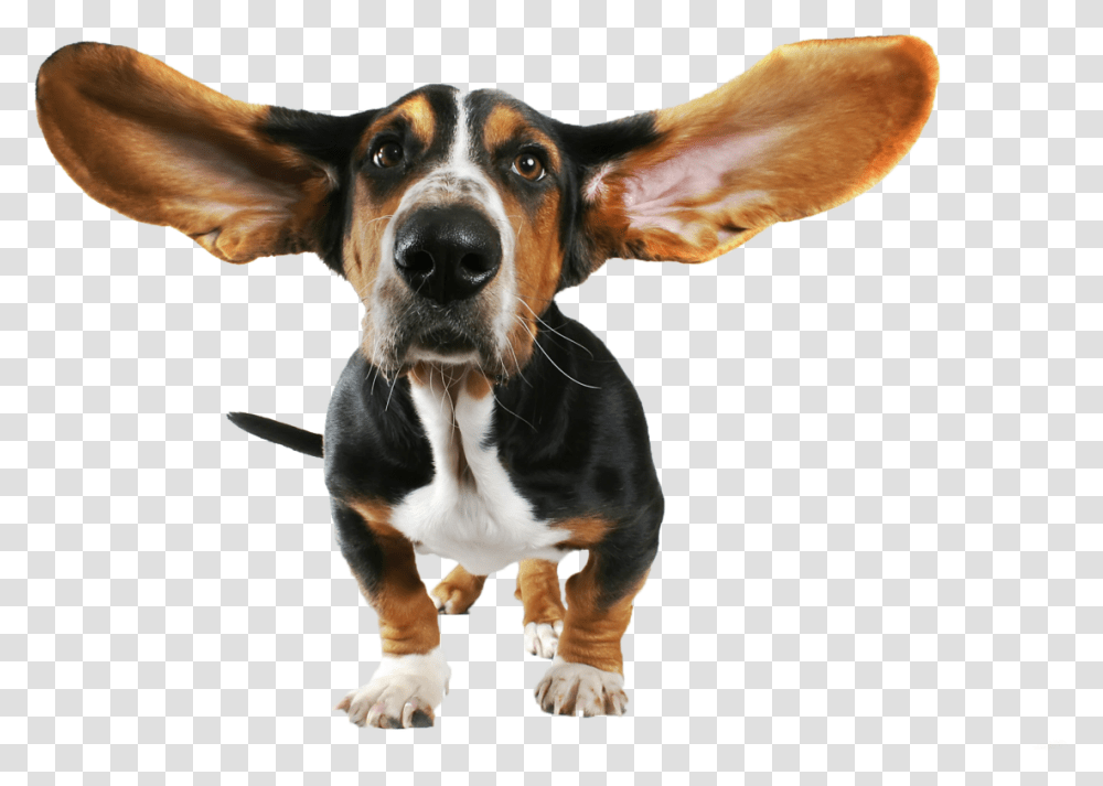 Cute Small Dog With Flying Ears Image Basset Hound Ears, Pet, Canine, Animal, Mammal Transparent Png