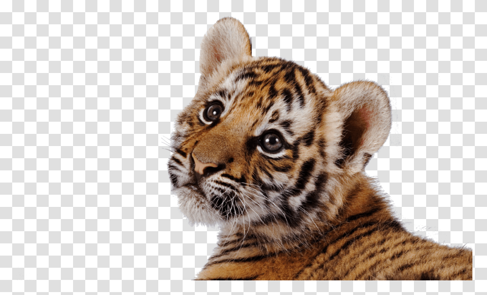 Cute Tiger Wallpaper Hd, Wildlife, Mammal, Animal, Panther Transparent Png