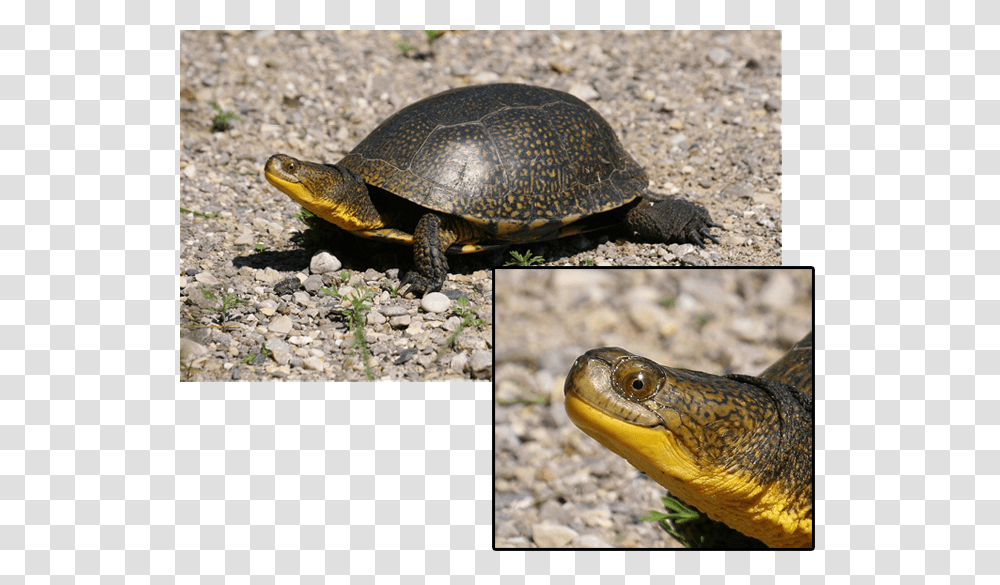 Cute Turtle South Dakota State Reptile, Sea Life, Animal, Box Turtle, Tortoise Transparent Png