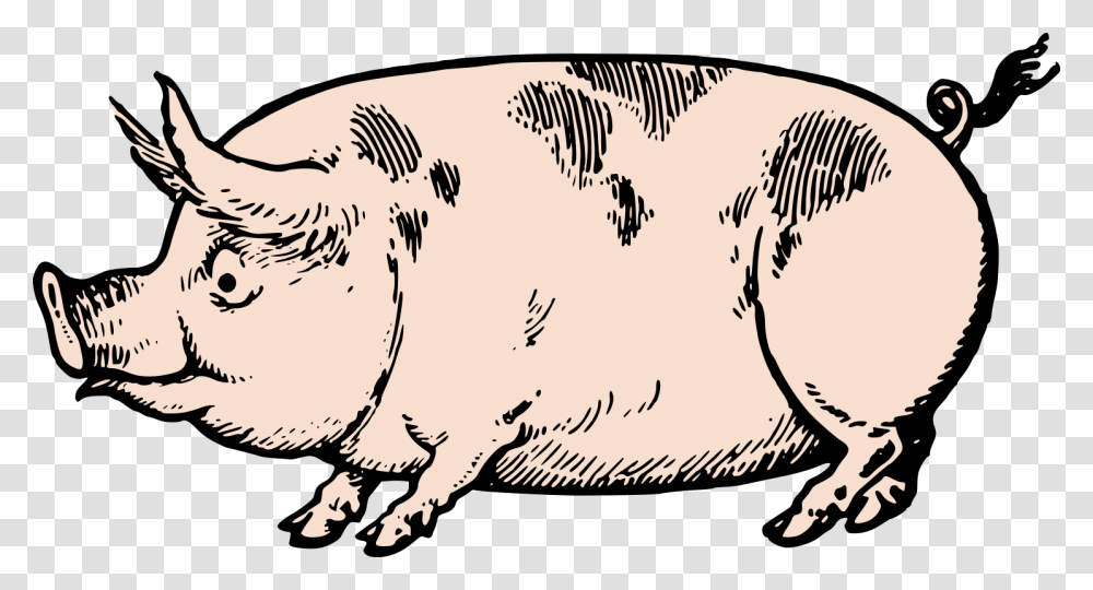 Cute Vintage Pig Clip Art Stock Vector Oh So Nifty Vintage, Mammal, Animal, Rodent, Beaver Transparent Png