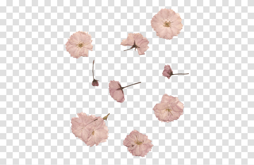 Cute White Vintage Flowers Pink Pink Dried Flower, Plant, Petal, Blossom, Poppy Transparent Png