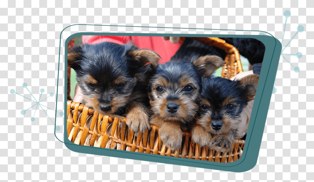 Cute Yorkie Puppies, Dog, Pet, Canine, Animal Transparent Png