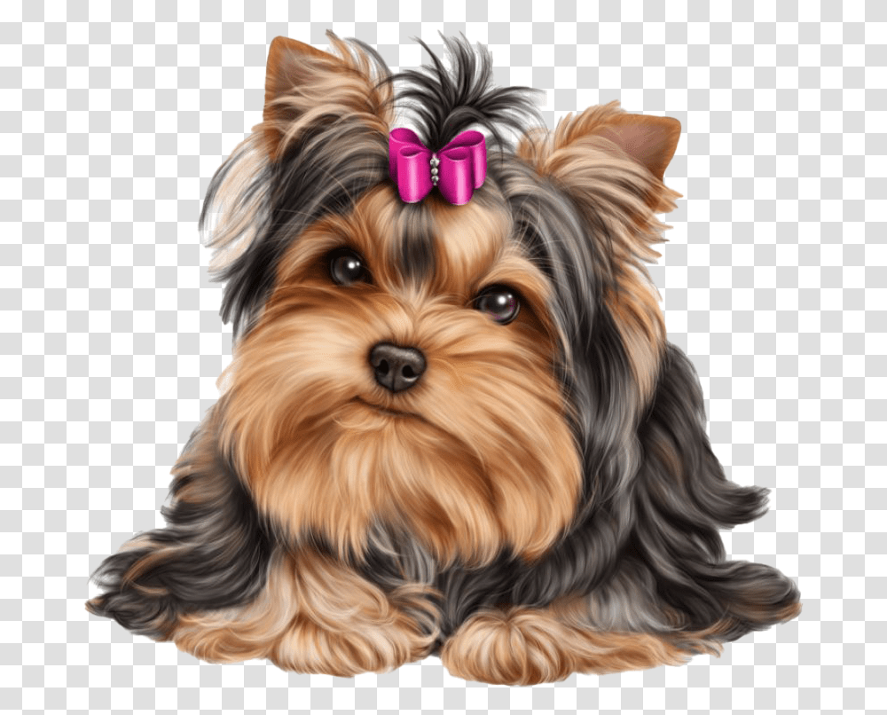 Cute Yorkshire Terrier Dog Yorkie, Pet, Canine, Animal, Mammal Transparent Png