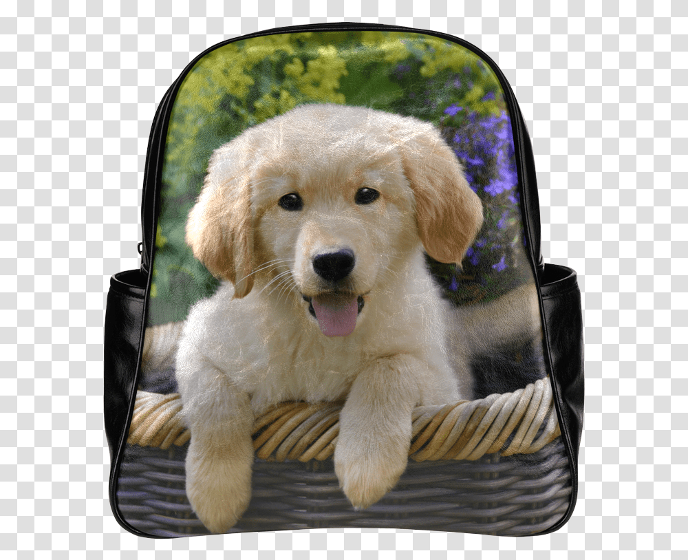 Cute Young Golden Retriever Dog Goldie Puppy Portrait, Pet, Canine, Animal, Mammal Transparent Png