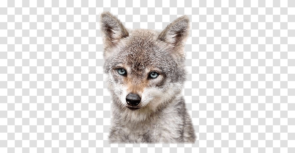 Cuteanimals Wolfs Freetoedit Freetoedit, Coyote, Mammal, Canine, Fox Transparent Png