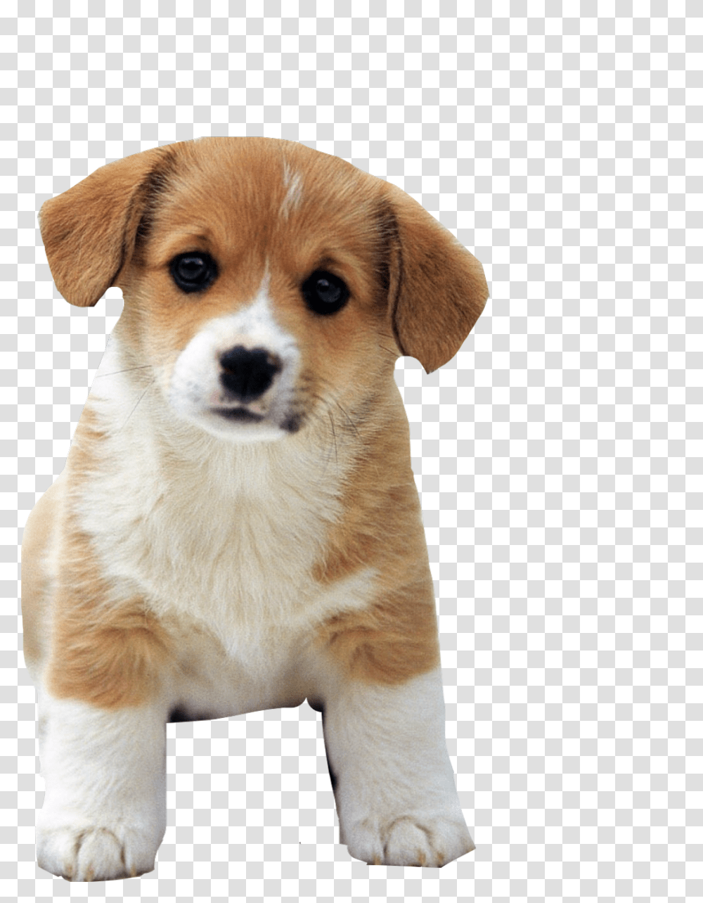 Cutest Dog Ever Cute Dog, Puppy, Pet, Canine, Animal Transparent Png