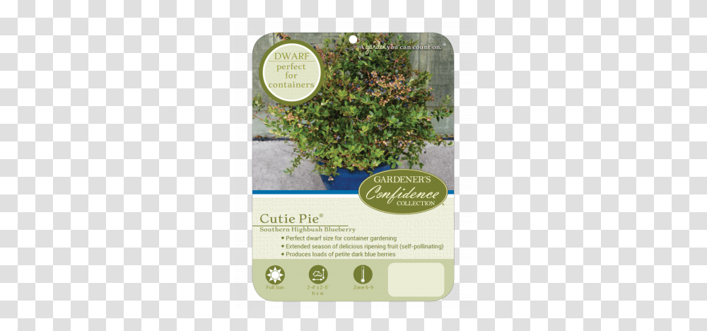 Cutie Pie Gardeners Confidence Collection Bearberry, Plant, Poster, Advertisement, Flyer Transparent Png