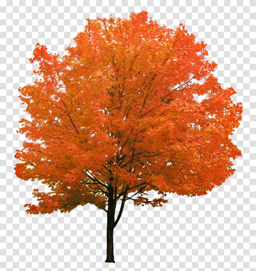 Cutout Autumn Tree Red Maple Tree, Plant, Leaf Transparent Png