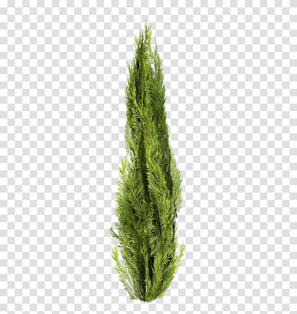 Cutout Cypress Portable Network Graphics, Moss, Plant, Grass, Agropyron Transparent Png