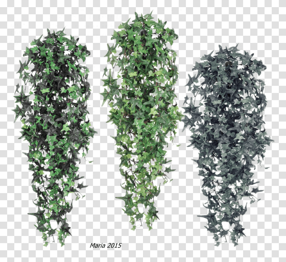Cutout Efeu, Bush, Vegetation, Plant, Tree Transparent Png