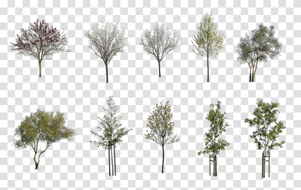 Cutout Free Trees Pack, Plant, Fir, Vegetation, Conifer Transparent Png
