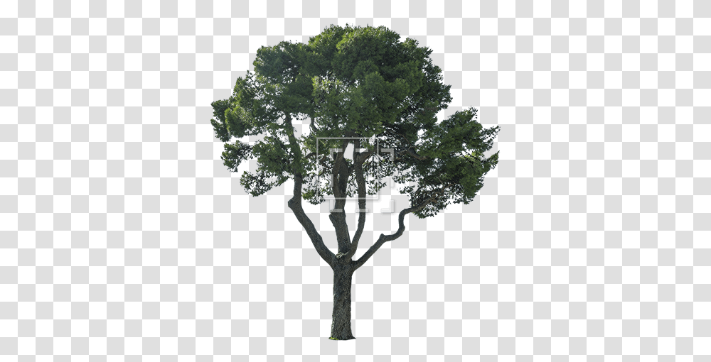 Cutout Mediterranean Tree Oak, Vegetation, Plant, Woodland, Outdoors Transparent Png