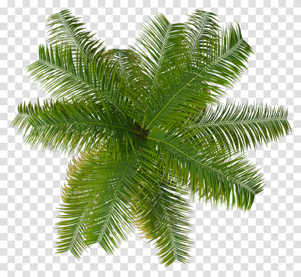 Cutout Palm Tree, Plant, Leaf, Green, Conifer Transparent Png