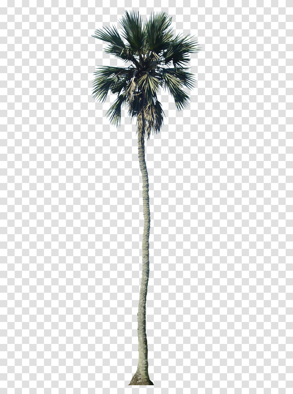 Cutout Palm Trees, Animal, Invertebrate, Nature, Wasp Transparent Png