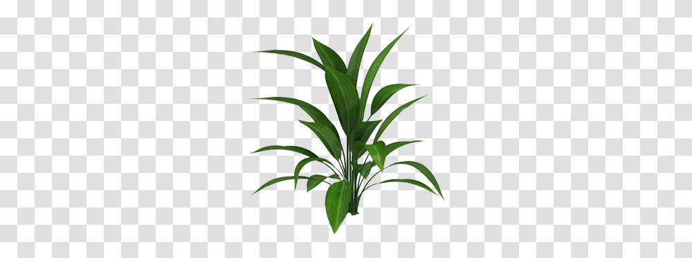 Cutout Plant Cutout Plants Tropical Plants, Tree, Palm Tree, Arecaceae, Leaf Transparent Png