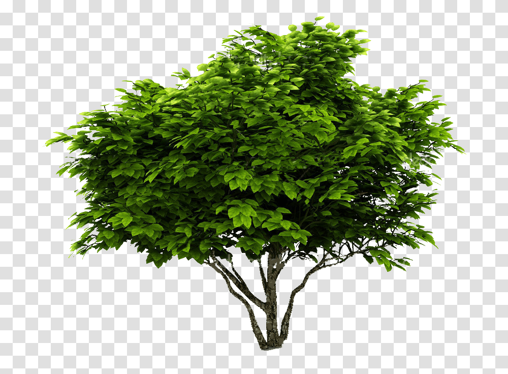 Cutout Plant Shrub Photoshop Maple Tree, Oak, Sycamore, Tree Trunk Transparent Png