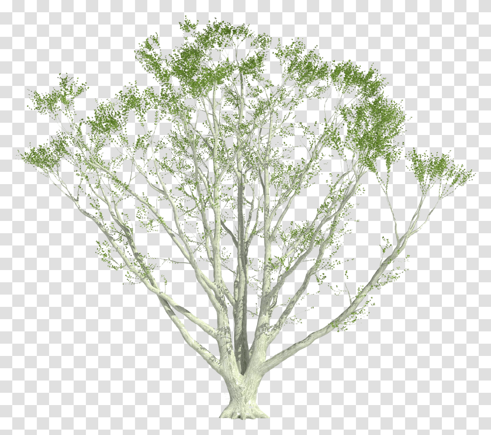 Cutout Plant Shrub Shrubs Perspective Arch Photoshop Shrub, Tree, Tree Trunk, Root, Panther Transparent Png