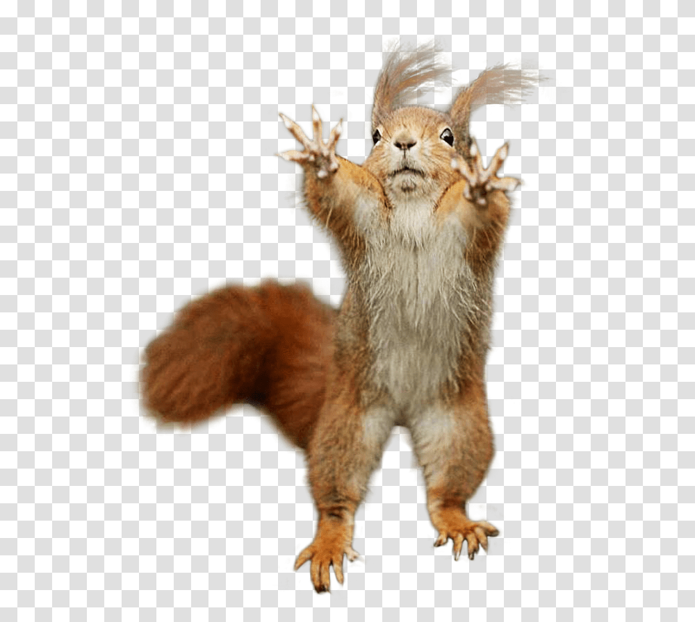 Cutout Red Squirrel, Rodent, Mammal, Animal, Pet Transparent Png