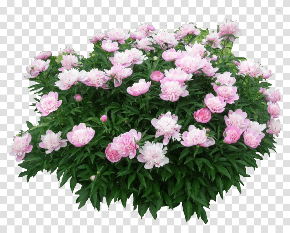 Cutout Tree Pink Flower Bush, Geranium, Plant, Blossom, Peony Transparent Png
