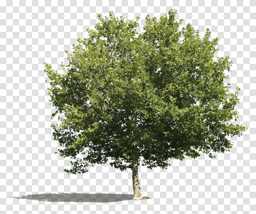 Cutout Tree Platanus, Plant, Maple, Oak, Bonsai Transparent Png