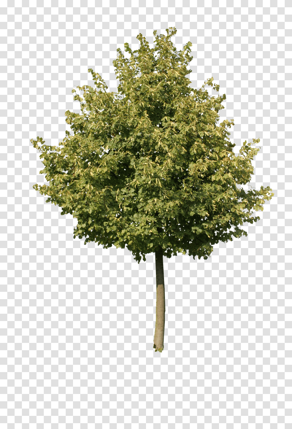 Cutout Tree So You Dont Have To Gambel Oak Transparent Png