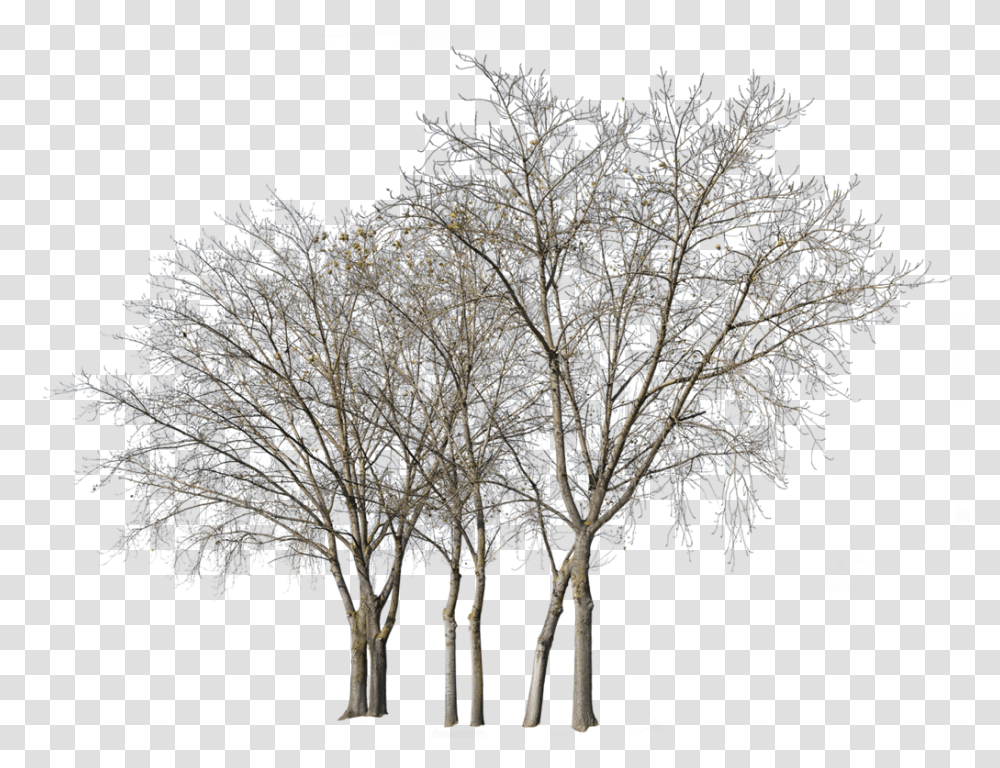 Cutout Trees Background Tree Cut Out, Plant, Nature, Outdoors, Ice Transparent Png
