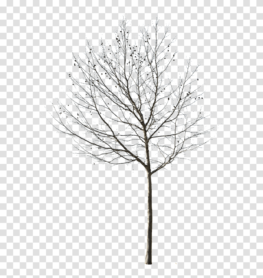 Cutout Trees Deciduous Winter Ii Winter Tree Cut Out, Crystal, Plant, Outdoors, Ice Transparent Png