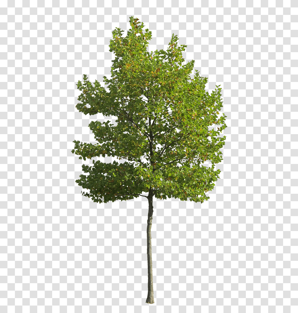 Cutout Trees Download Background Small Tree, Plant, Oak, Sycamore, Tree Trunk Transparent Png