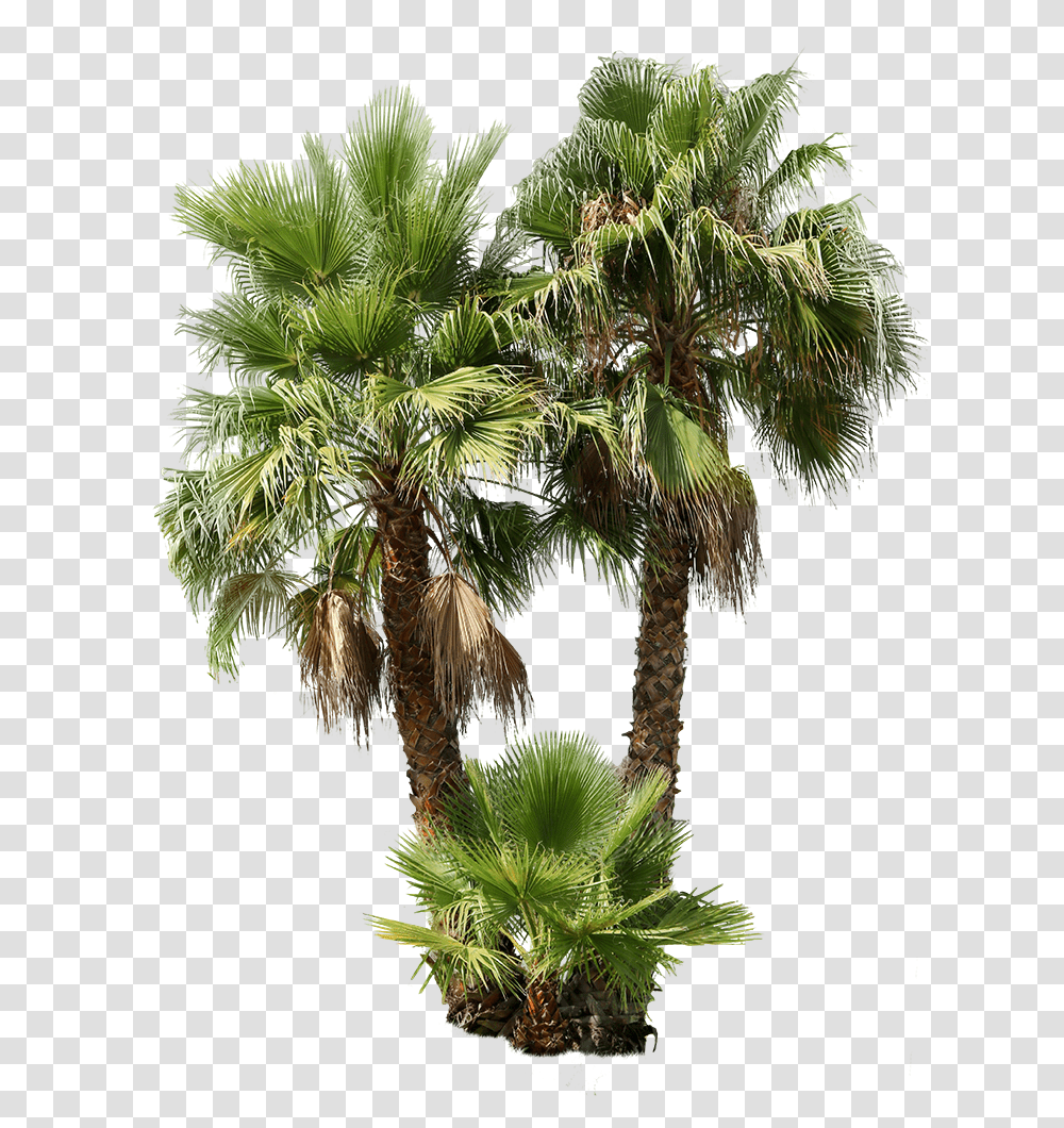 Cutout Trees, Plant, Palm Tree, Arecaceae, Conifer Transparent Png