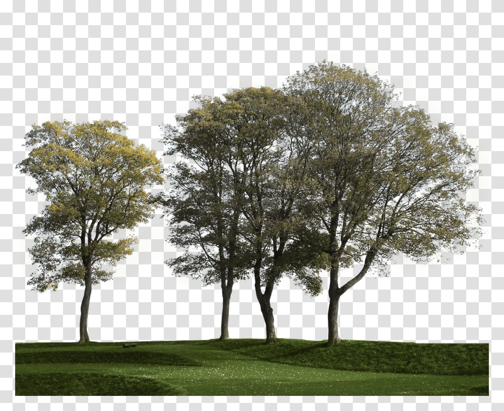 Cutout Trees - Cut Out Trees Group, Grass, Plant, Lawn, Outdoors Transparent Png
