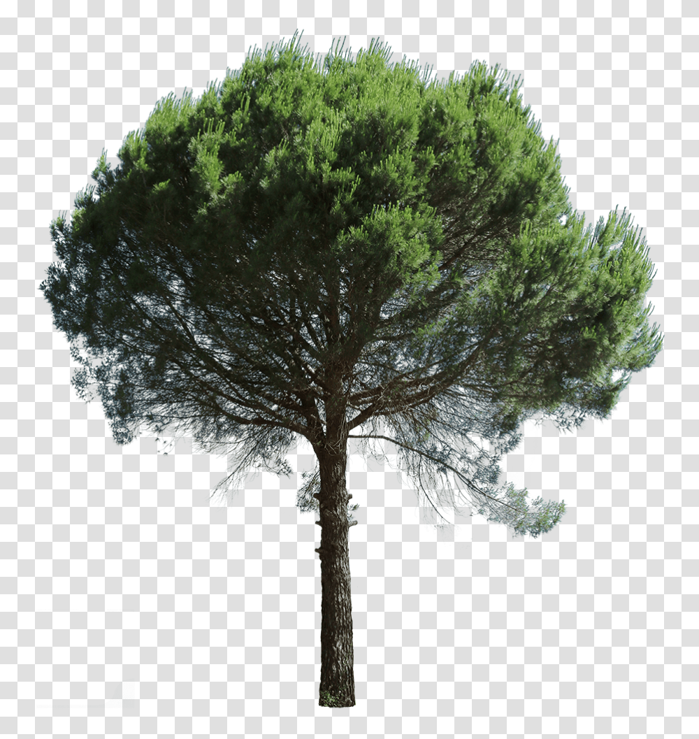 Cutout Trees - Tagged Evergreen Mexican Pinyon, Plant, Tree Trunk, Oak, Sycamore Transparent Png