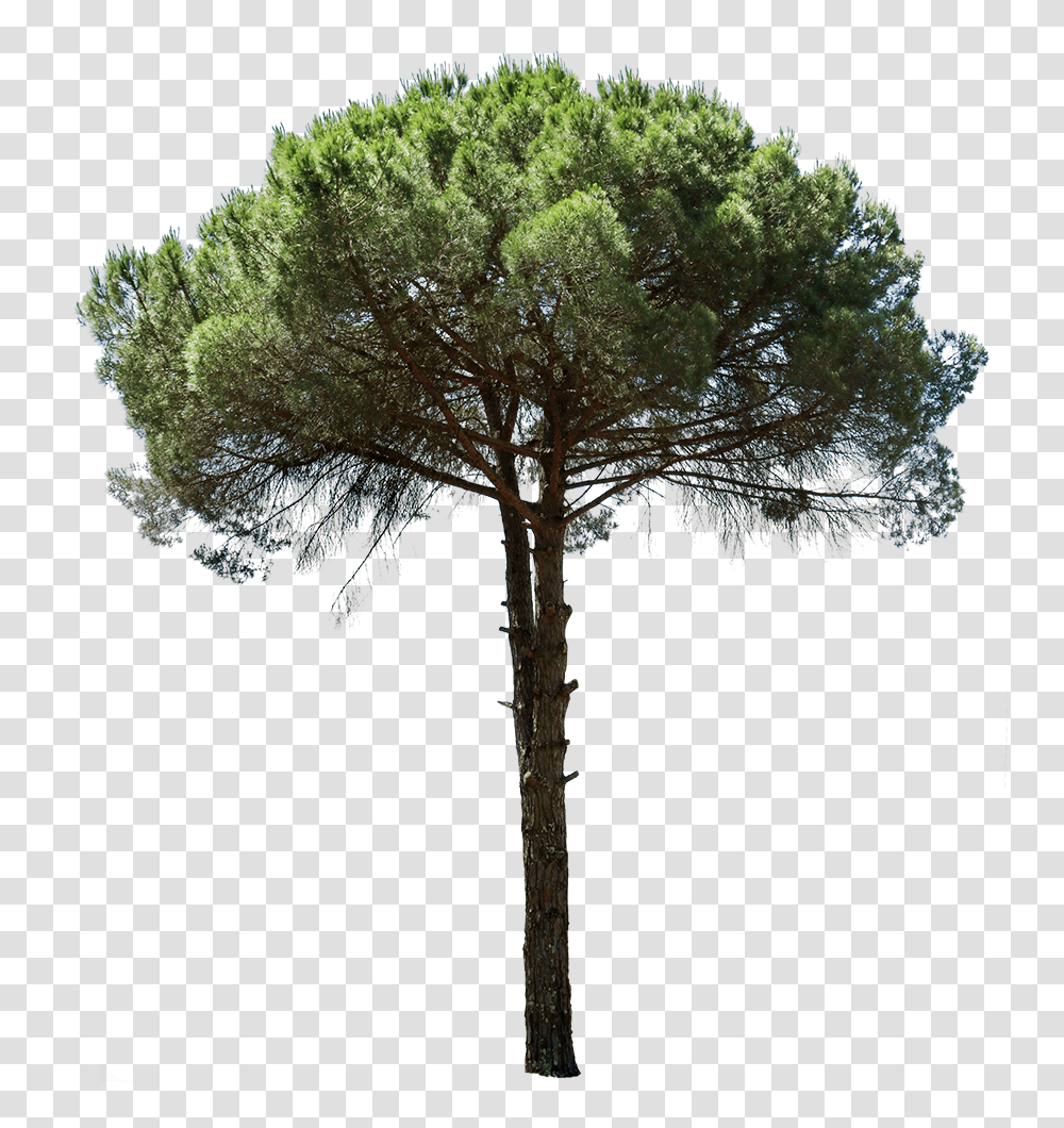 Cutout Trees - Tagged Mediterranean Pinus Cut Out, Plant, Palm Tree, Tree Trunk, Vegetation Transparent Png