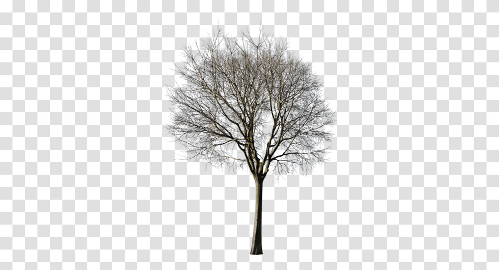 Cutout Trees - Tagged Winter Pack Winter Trees Cut Out, Plant, Nature, Outdoors, Ice Transparent Png