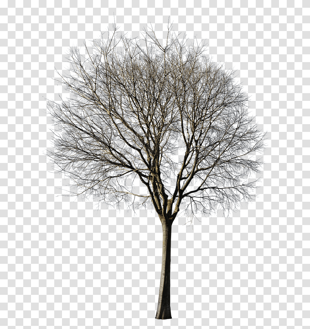 Cutout Winter Tree, Plant, Tree Trunk, Oak, Fir Transparent Png