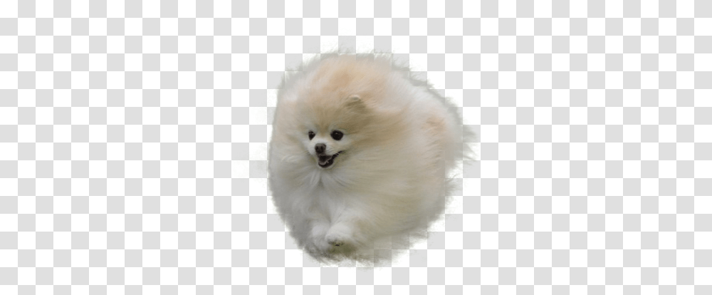 Cutouts Angry Pomeranian Over White Background, Pet, Animal, Canine, Mammal Transparent Png