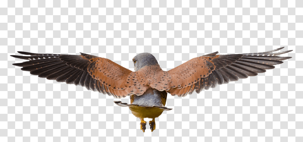 Cutouts Bird Flying From Behind, Hawk, Animal, Buzzard, Kite Bird Transparent Png