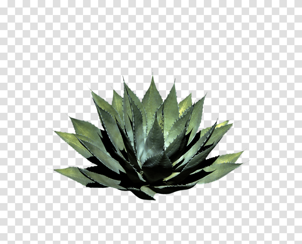 Cutouts Plants Photoshop, Aloe, Leaf, Vegetation Transparent Png