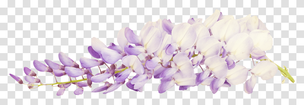 Cveti. Derevya, Plant, Flower, Petal, Lilac Transparent Png