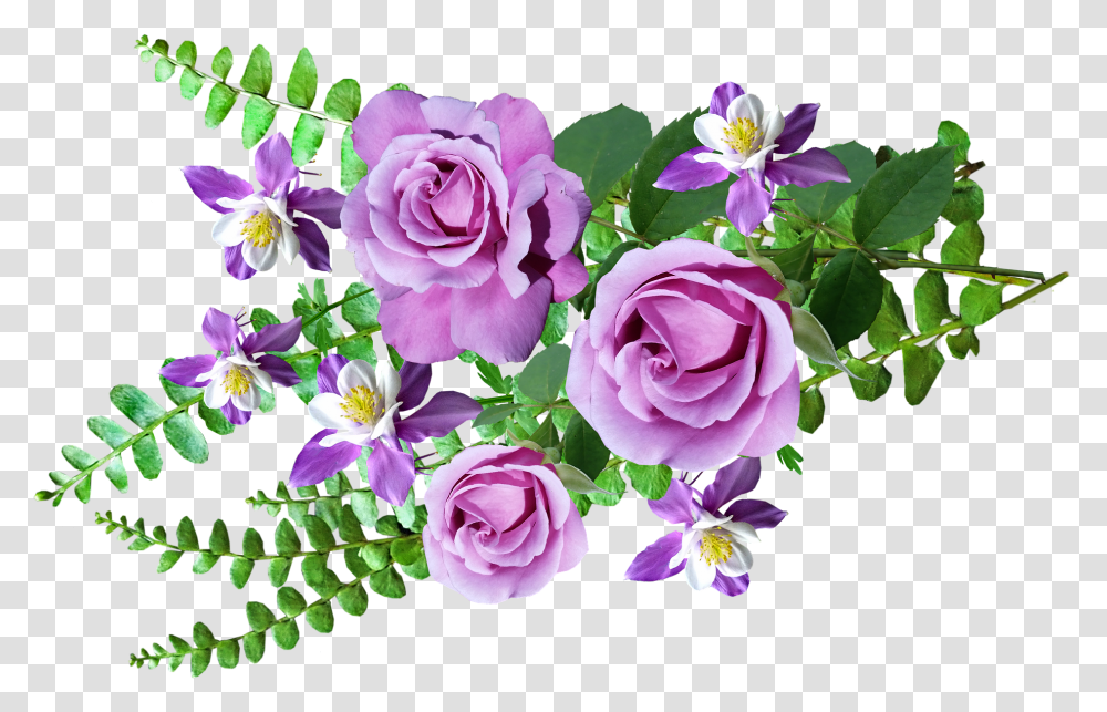 Cveti Flores Imagenes De Helechos, Plant, Rose, Flower, Blossom Transparent Png