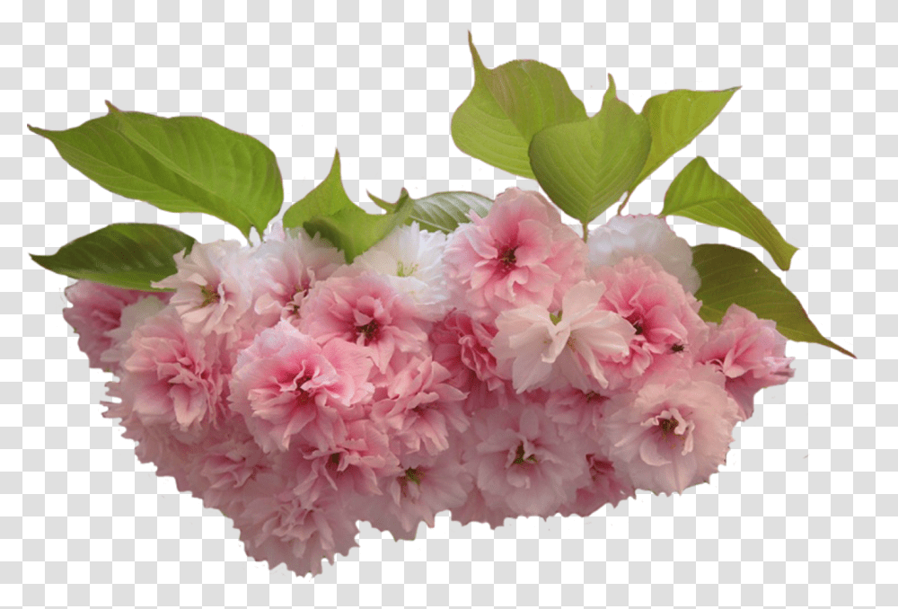 Cveti Sakuri Cvet Sakuri Na Prozrachnom Fone, Plant, Flower, Blossom, Geranium Transparent Png