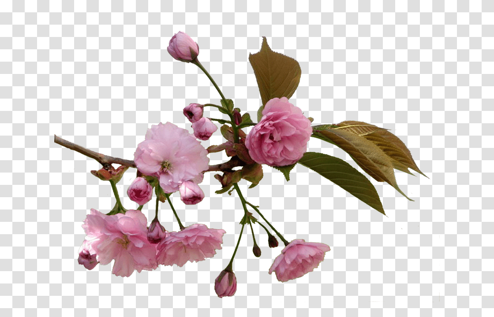 Cveti Vishni Na Prozrachnom Fone, Plant, Flower, Flower Arrangement, Petal Transparent Png