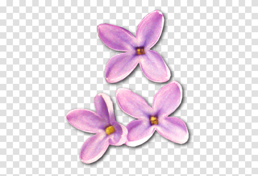 Cvetki Sireni, Plant, Flower, Blossom, Petal Transparent Png