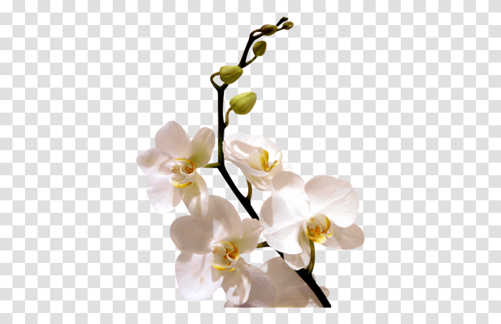 Cvetok Orhidei Vetka Orhidei Belaya Orhideya Orchid Orhidei, Plant, Flower, Blossom Transparent Png