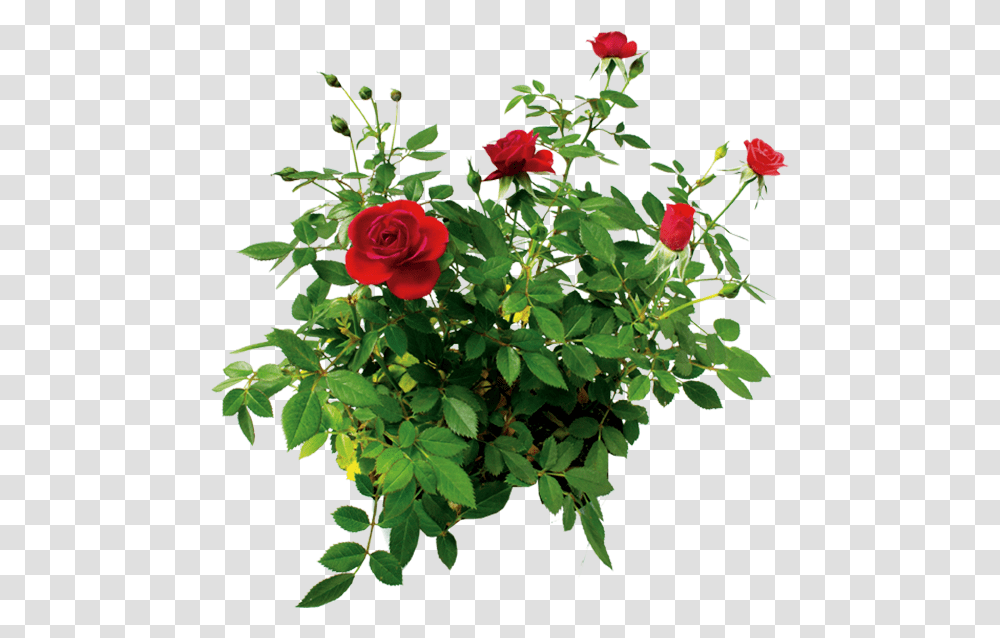 Cvetok Rozi Kust Rozi Krasnoj Rose Flower Rose Bush Rose Bush Background, Plant, Blossom, Vegetation, Petal Transparent Png
