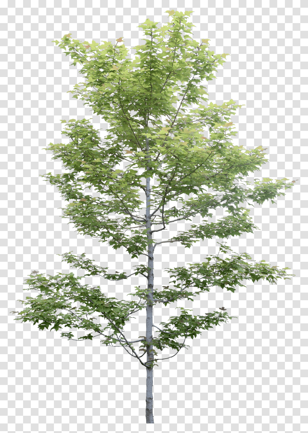 Cy Photoshop, Tree, Plant, Cross Transparent Png