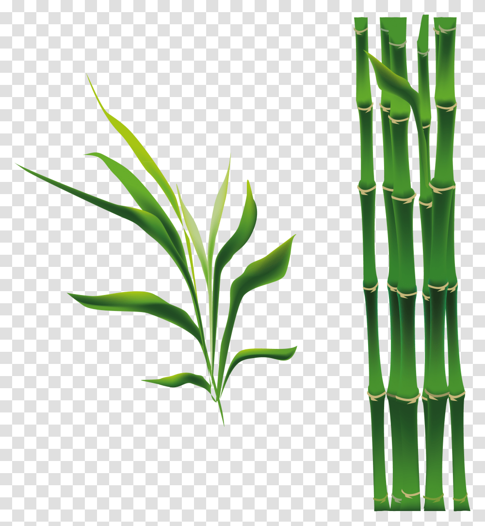 Cy Tre Hot Hnh, Plant, Bamboo Transparent Png