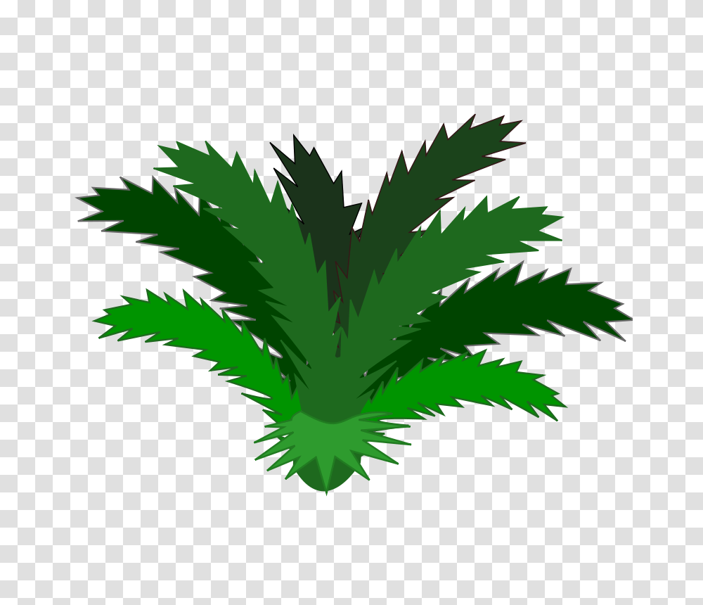 Cycas, Nature, Plant, Tree, Palm Tree Transparent Png