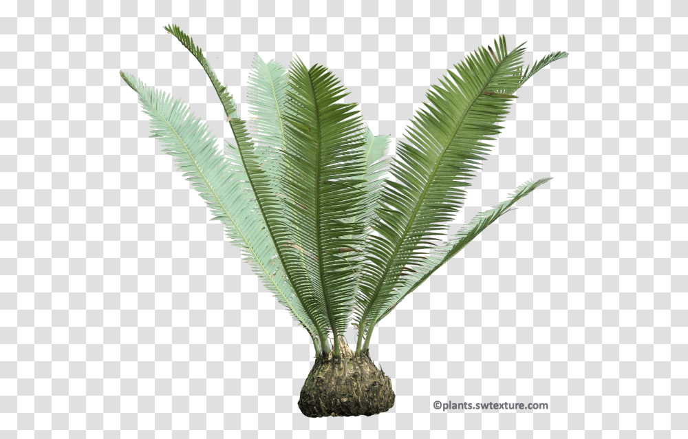 Cycas Palm, Leaf, Plant, Green, Fern Transparent Png
